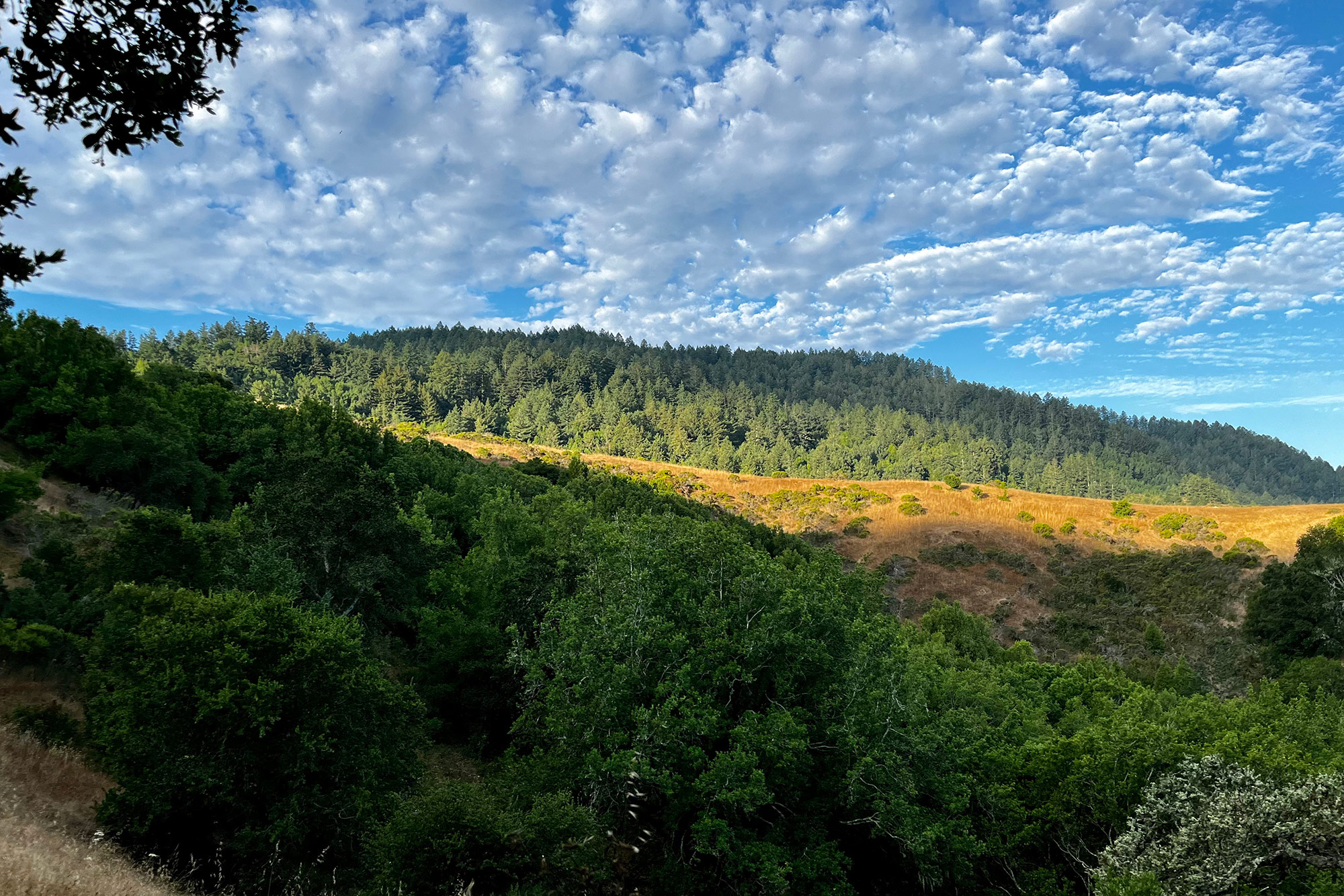 West Marin Estate #36